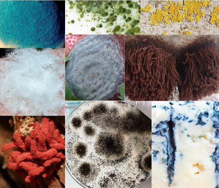 Assorment of mold in various colors
